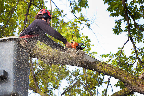 Why Choose Our Tree Removal Services in Shadow Lake, WA?